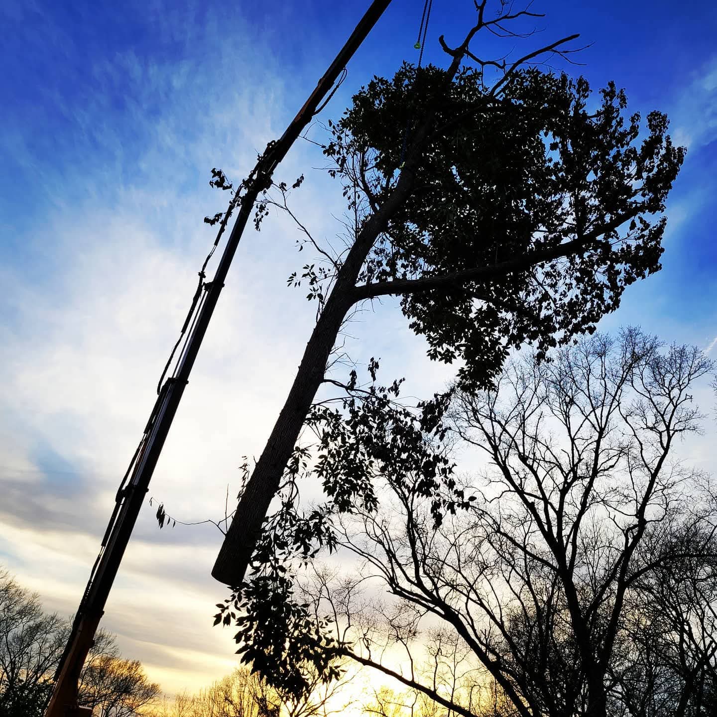 Crane lifting large tree at sunset