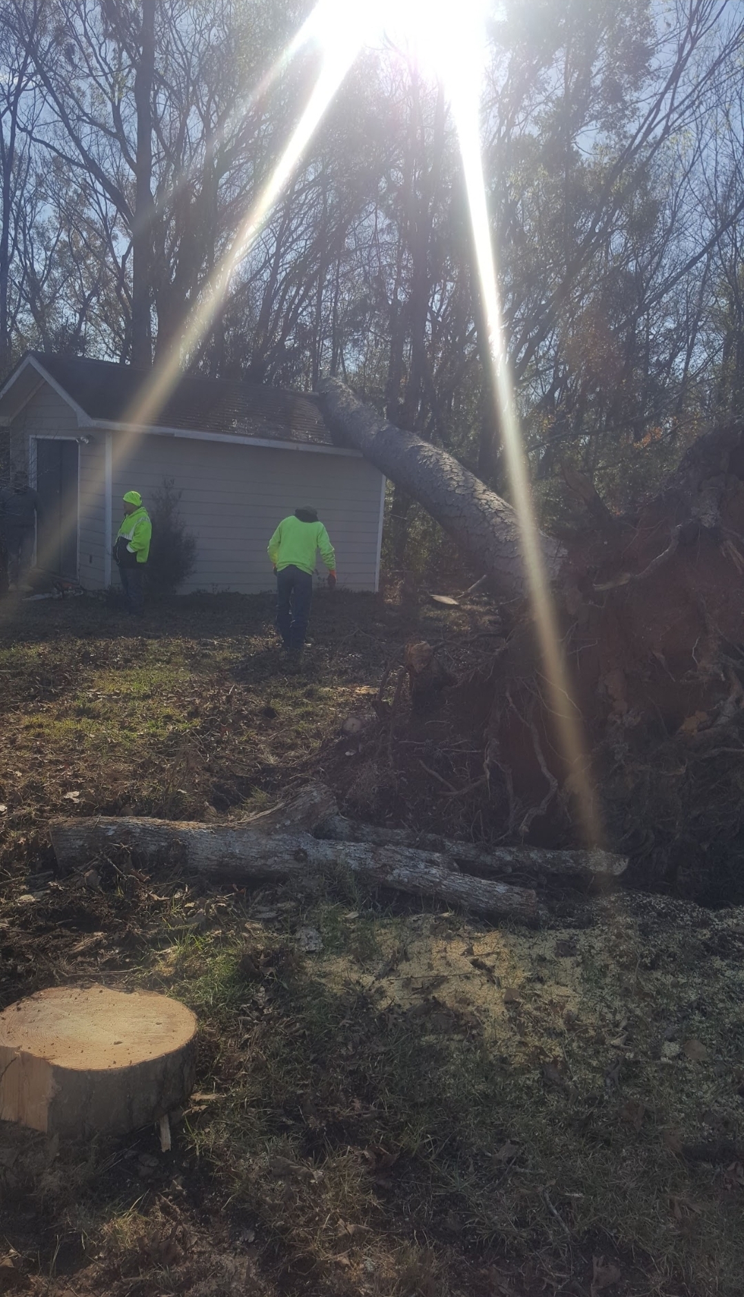 Crew clearing fallen tree from home