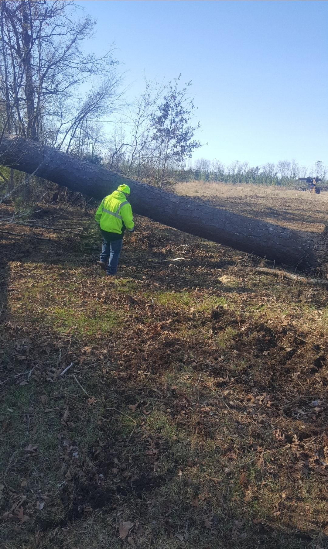 Tech with hi-vis clearing massive fallen pine